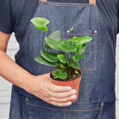 Fern 'Heart' 6 Fern 'Heart' -Plant house 84e29d32 6661 4014 a135 5d3f15f2d147