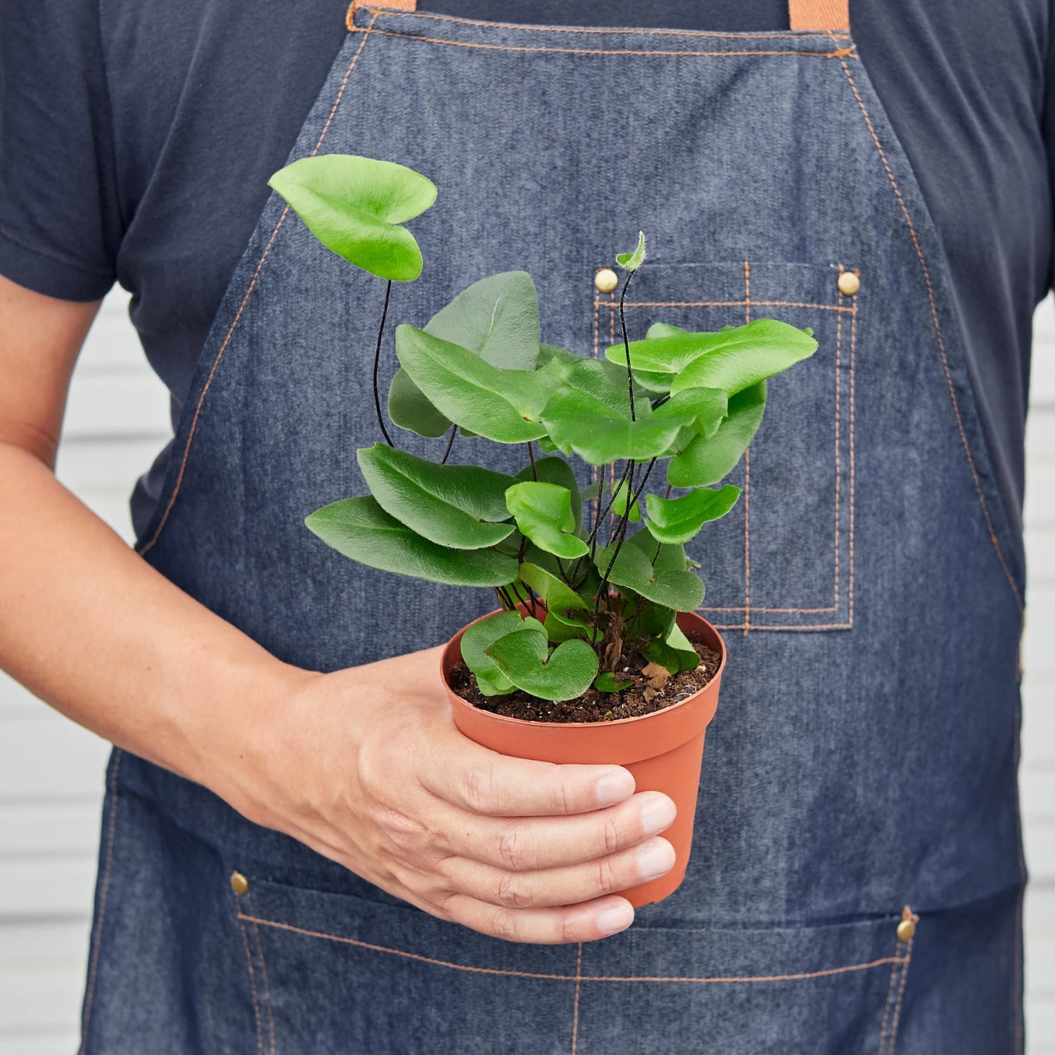 Fern 'Heart' 3 Fern 'Heart' - Image 3