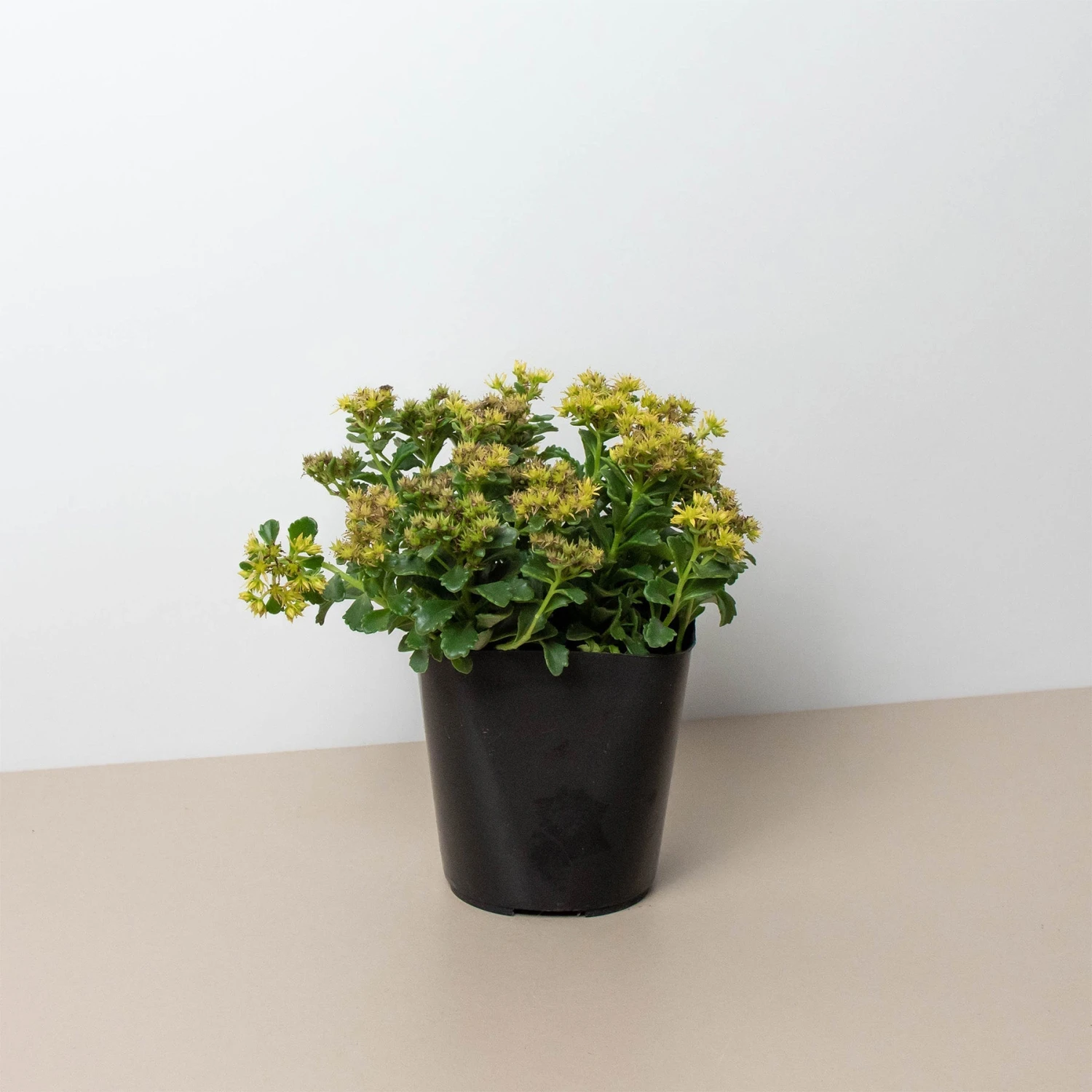 Sedum Little Miss Sunshine 1 Sedum Little Miss Sunshine