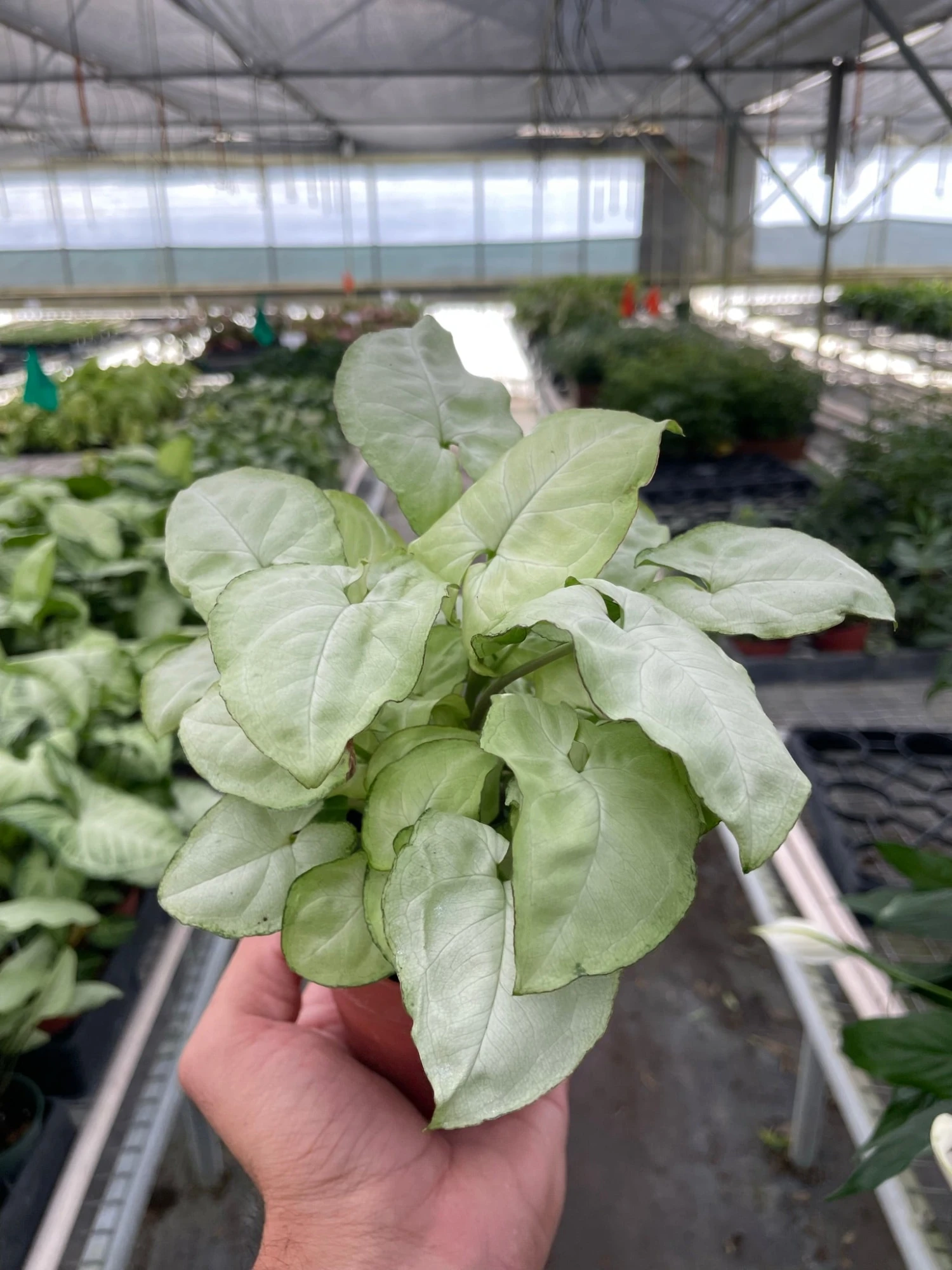 Syngonium 'Moonshine' 4 Syngonium 'Moonshine' - Image 4