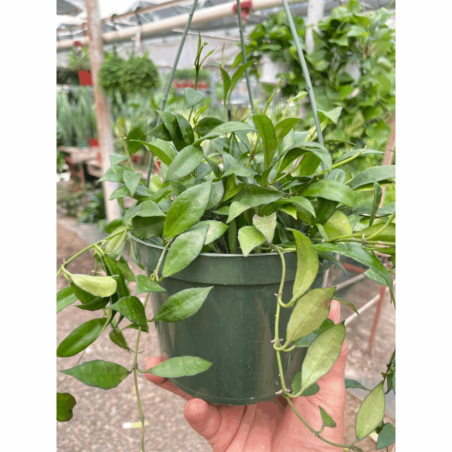 Hoya 'Lacunosa' 1 Hoya 'Lacunosa'