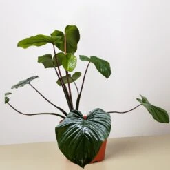 Homalomena 'Emerald Gem' -Plant house 8 HOMALOMENA EMERALD GEM 1368f66f f323 4e40 a5ac abeb4d2654fe