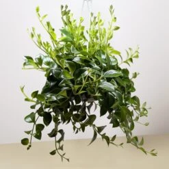 Lipstick Plant 13 Lipstick Plant -Plant house 8 LIPSTICK CLASSIC