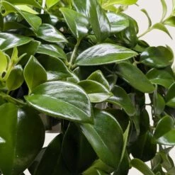 Lipstick Plant 14 Lipstick Plant -Plant house 8 LIPSTICK CLASSIC 2