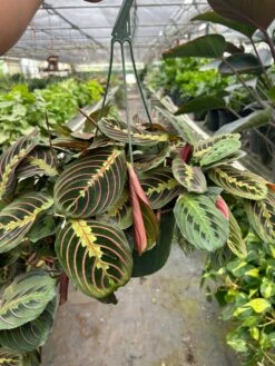 Maranta 'Red Prayer' -Plant house 8 MARANTA RED TEMP 3.12.24