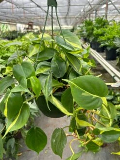 Philodendron 'Brasil' 16 Philodendron 'Brasil' -Plant house 8 PHILODENDRON BRASIL TEMP 3.12.24