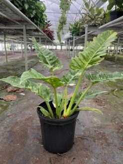 Philodendron 'Variegated Ring Of Fire ' -Plant house 8 PHILODENDRON RING.OF .FIRE .VAR TEMP 10.14.24