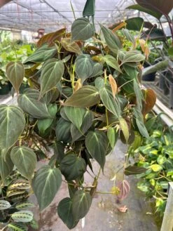Philodendron 'Velvet' -Plant house 8 PHILODENDRON VELVET TEMP 3.12.24