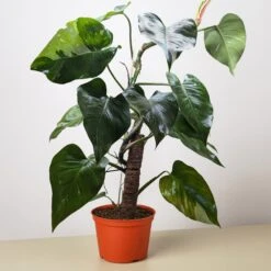 Philodendron 'White Princess' 12 Philodendron 'White Princess' -Plant house 8 PHILODENDRON WHITE.PRINCESS