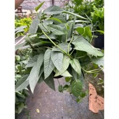 Pothos 'Cebu Blue' -Plant house 8 POTHOS CEBU.BLU TEMP 3.12.24 3b0d127d 5c61 4482 8964 a3f34b28574f