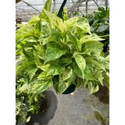 Pothos 'Marble Queen' -Plant house 8 POTHOS MARBLE.QUEEN TEMP 3.12.24