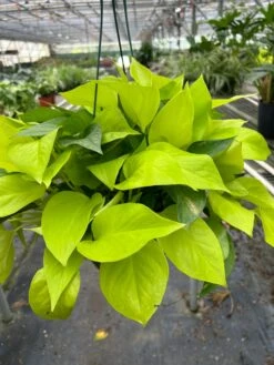 Pothos 'Neon' 14 Pothos 'Neon' -Plant house 8 POTHOS NEON TEMP 3.12.24