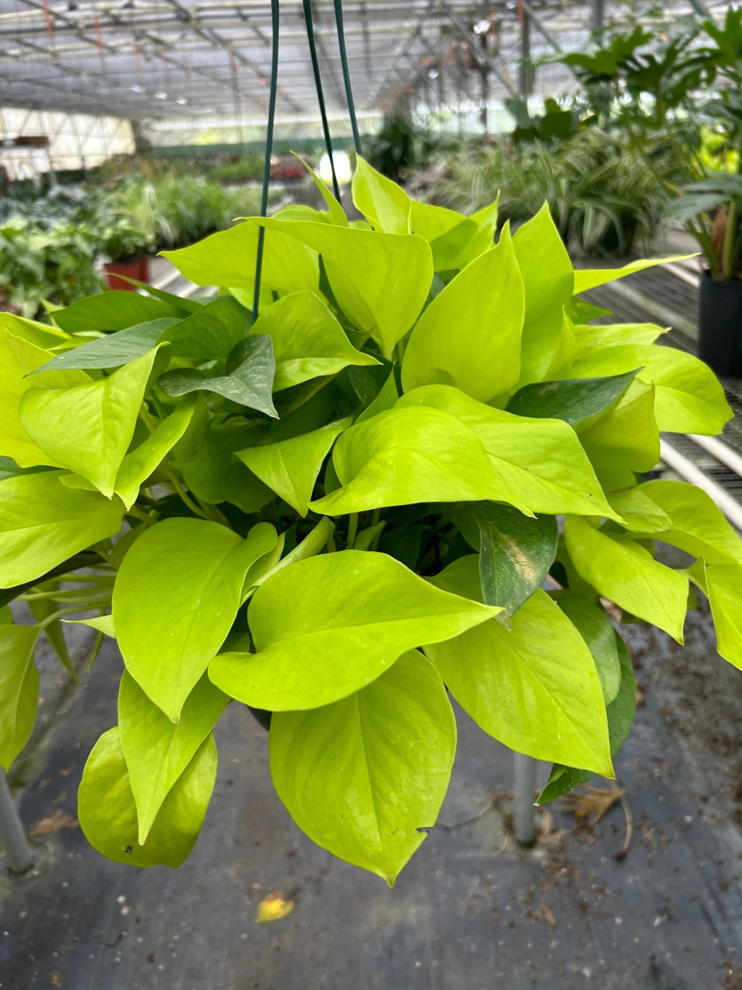 Pothos 'Neon' 6 Pothos 'Neon' - Image 6