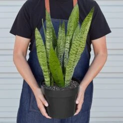 Snake Plant 'Zeylanica' 14 Snake Plant 'Zeylanica' -Plant house 8 SNAKE ZEYLANICA 3