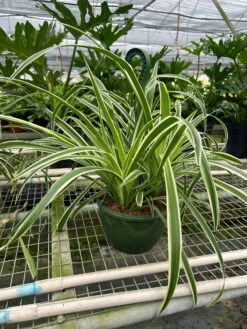 Spider Plant 'Reverse' 18 Spider Plant 'Reverse' -Plant house 8 SPIDER REVERSE TEMP 3.12.24
