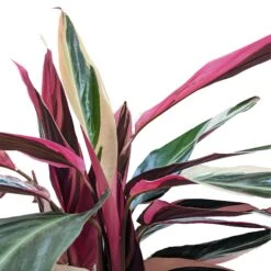 Stromanthe 'Triostar' 9 Stromanthe 'Triostar' -Plant house 8 STROMANTHE TRIOSTAR 2