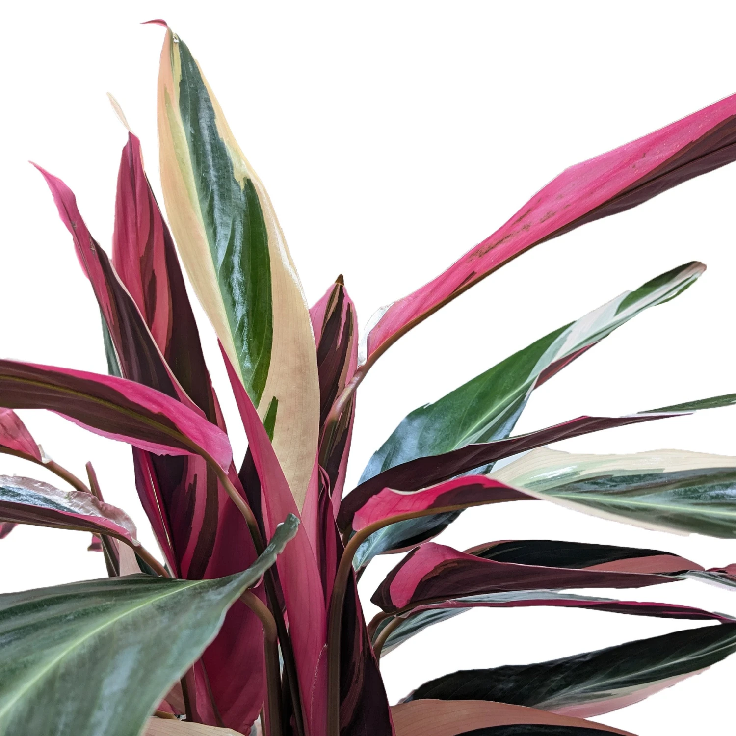 Stromanthe 'Triostar' 5 Stromanthe 'Triostar' - Image 5