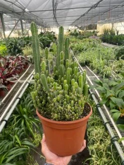 Fairy Castle Cactus -Plant house 8 SUCC CACTUS FAIRY.CASTLE TEMP 5.16.24