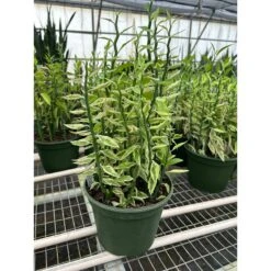 Variegated Devil's Backbone Euphorbia -Plant house 8 SUCC EUPHORBIA DEVILS.BACKBONE TEMP 3.12.24