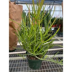 Euphorbia 'Pencil Cactus'