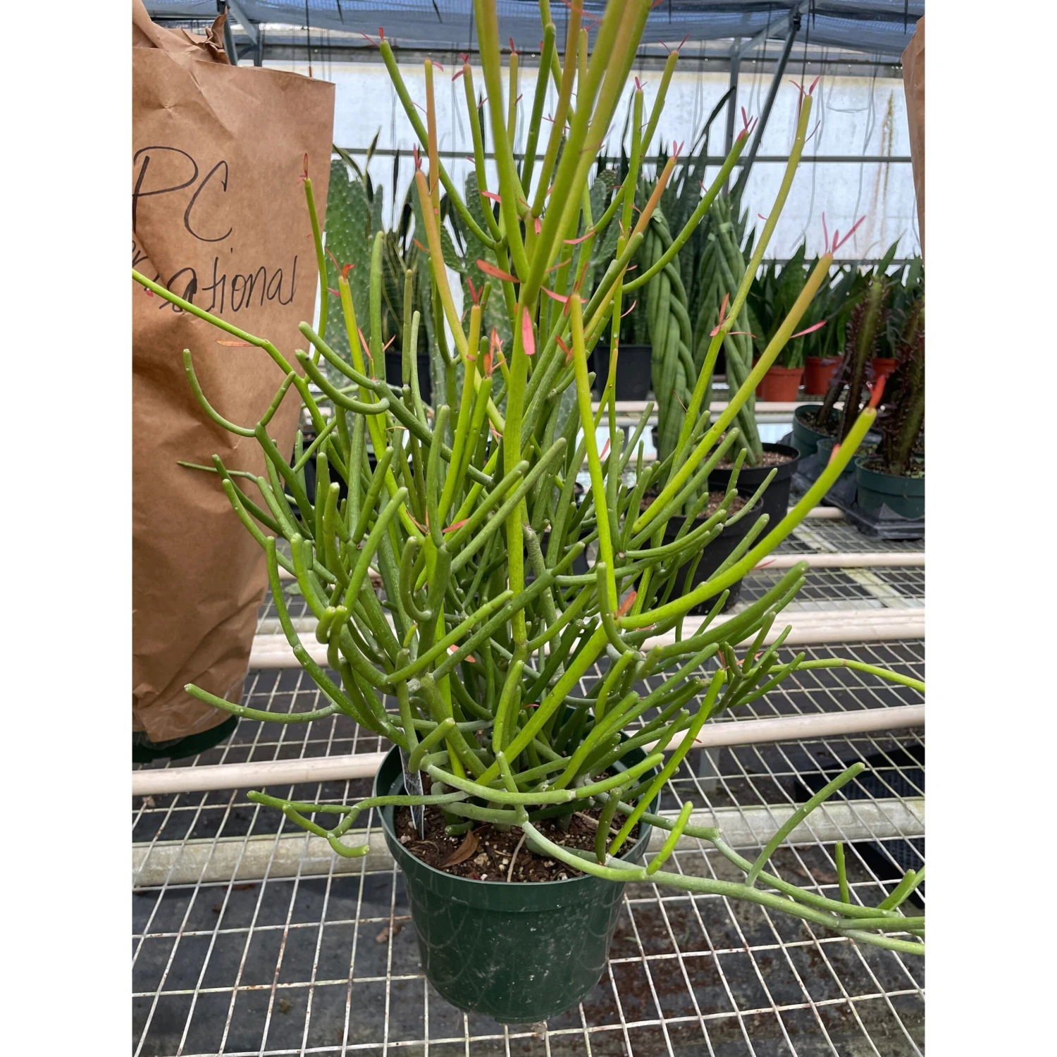 Euphorbia 'Pencil Cactus' 1 Euphorbia 'Pencil Cactus'