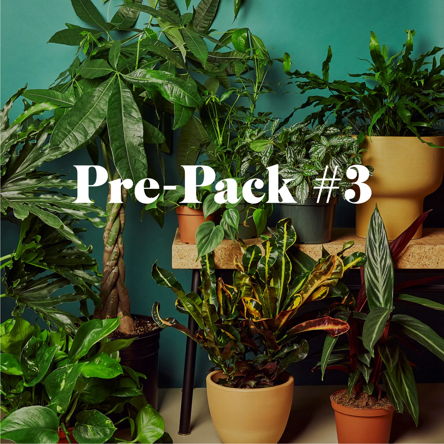 Plant Paradise Extra Large Bundle 1 Plant Paradise Extra Large Bundle