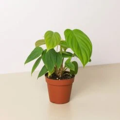 Philodendron 'Fuzzy Petiole'