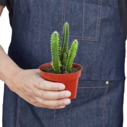 Fairy Castle Cactus -Plant house 991541ab 54e7 5baa ba5b 3b45e8fddd7d