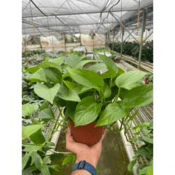 Pothos 'Green Queen' -Plant house 9b72f4e5 a9da 4d68 8994 b4b7421f9ed3