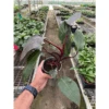 Philodendron 'Burgundy Princess' (Reverted Pink Princess) - B-Grade
