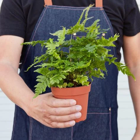 Autumn Fern 4 Autumn Fern - Image 4