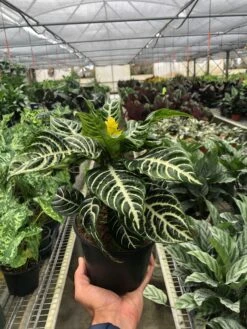 Zebra 'Aphelandra' -Plant house 9f4fd4dc 9102 4d0d b3e1 04dc59d46471
