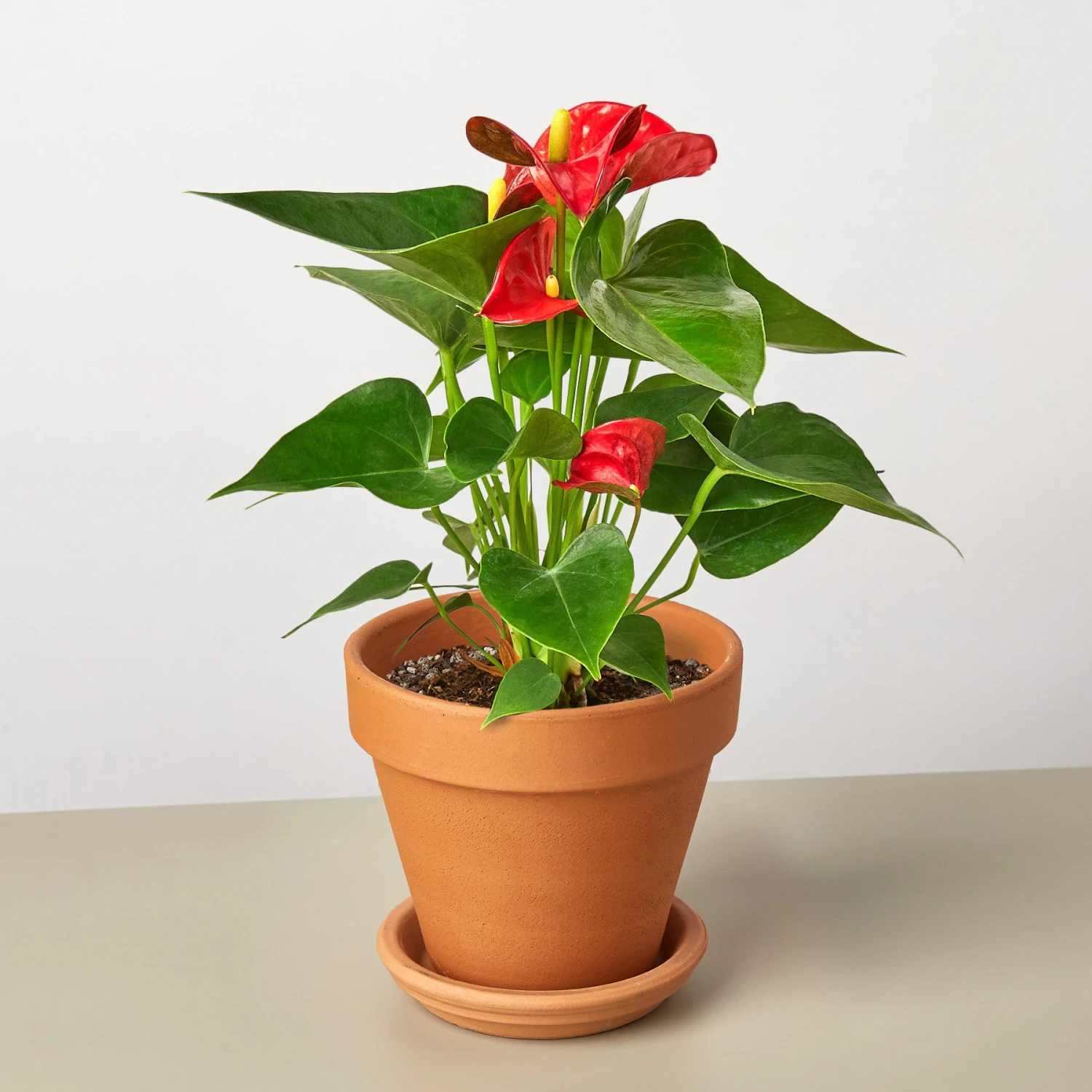 Anthurium 'Red' 10 Anthurium 'Red' - Image 10