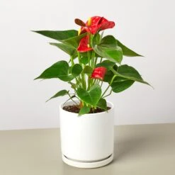 Anthurium 'Red' 22 Anthurium 'Red' -Plant house AnthuriumRed WhiteRound