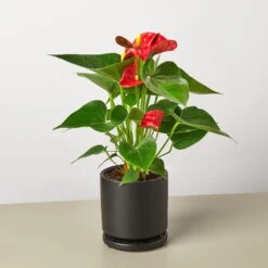 Anthurium 'Red' 17 Anthurium 'Red' -Plant house Anthurium Red black round