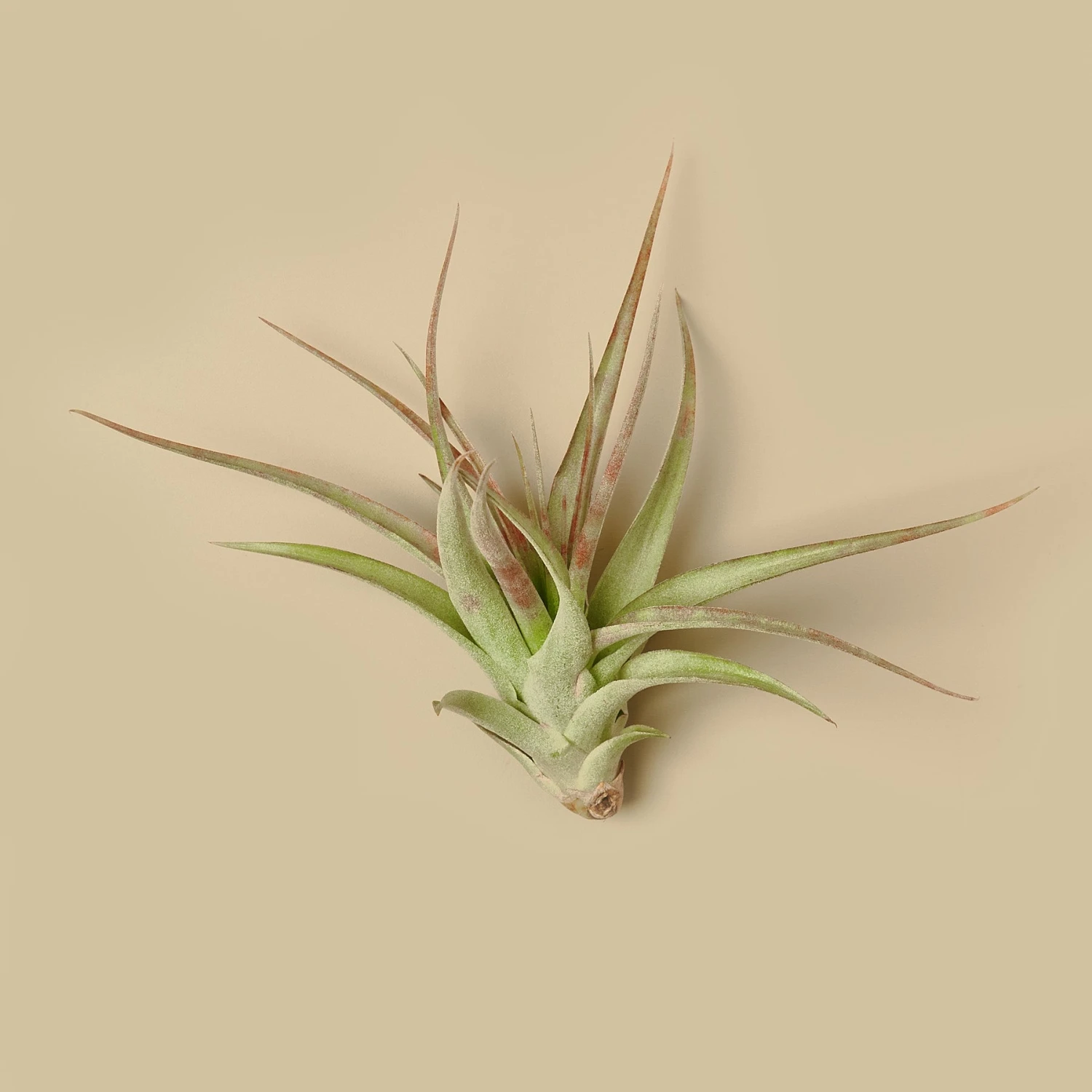 Tillandsia Air Plant Brachycaulos 1 Tillandsia Air Plant Brachycaulos