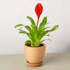 Bromeliad 'Christiane' 9 Bromeliad 'Christiane' -Plant house Bromeliad Christiane Terra Cotta liberty bell