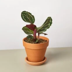 Calathea Roseopicta 'Medallion' -Plant house CalatheaMedallion TerraCotta