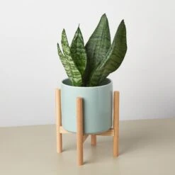 Cylinder Planter With Wood Stand - 5" Pot -Plant house CylinderPlanterwithWoodStandAquadetail