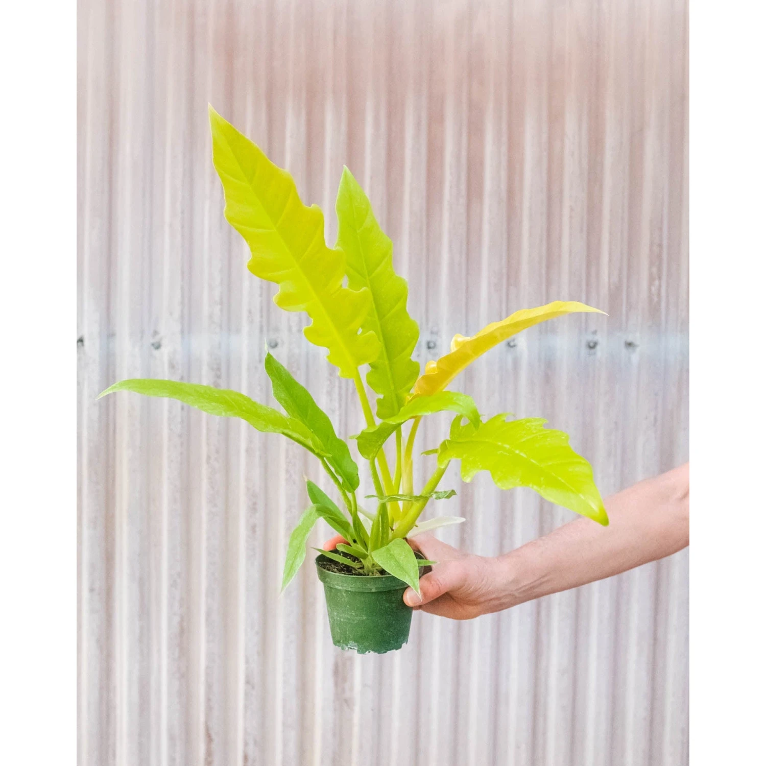 Philodendron 'Golden Ring Of Fire' 2 Philodendron 'Golden Ring Of Fire' - Image 2