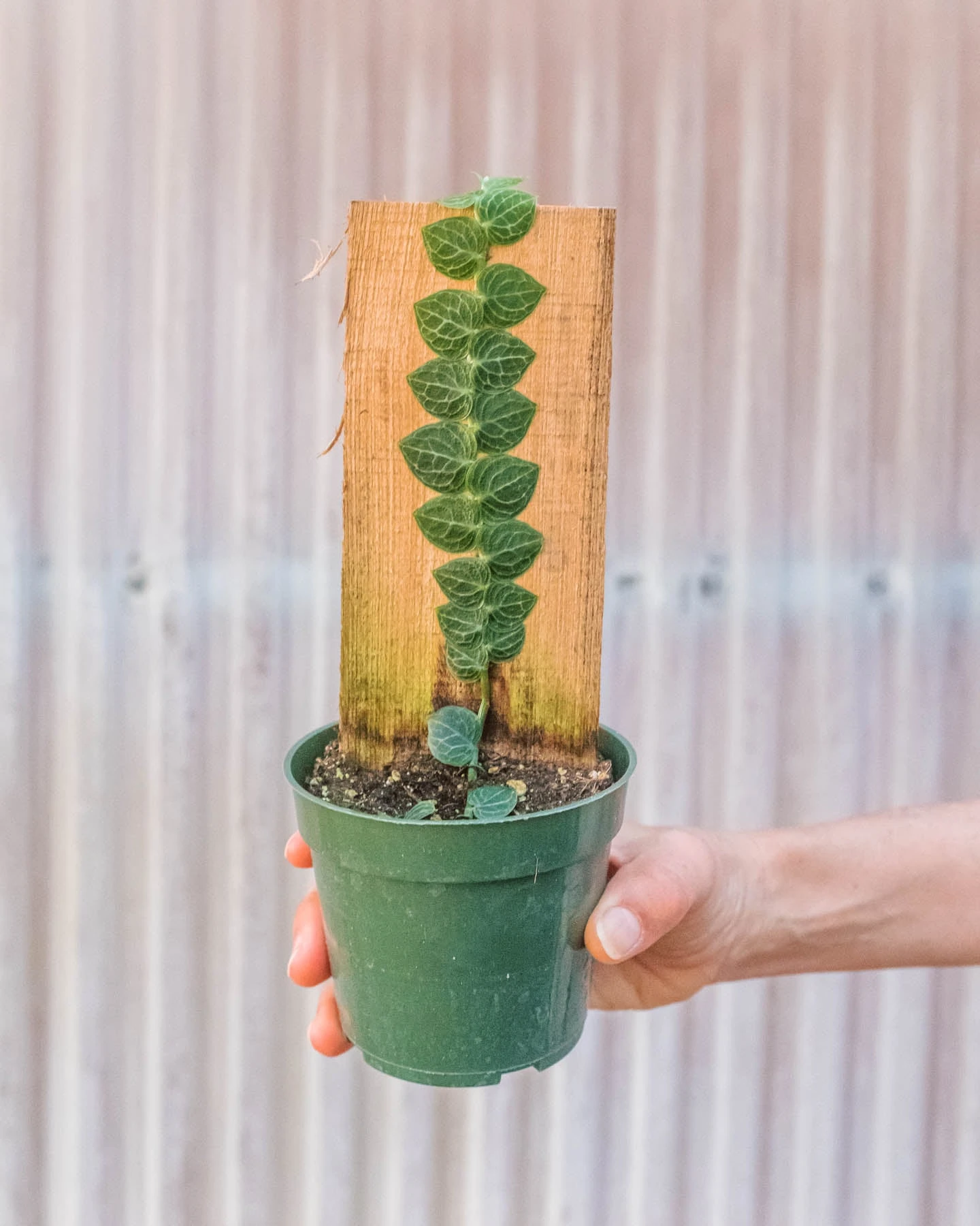 Rhaphidophora 'Cryptantha' (Shingle Plant) 2 Rhaphidophora 'Cryptantha' (Shingle Plant) - Image 2