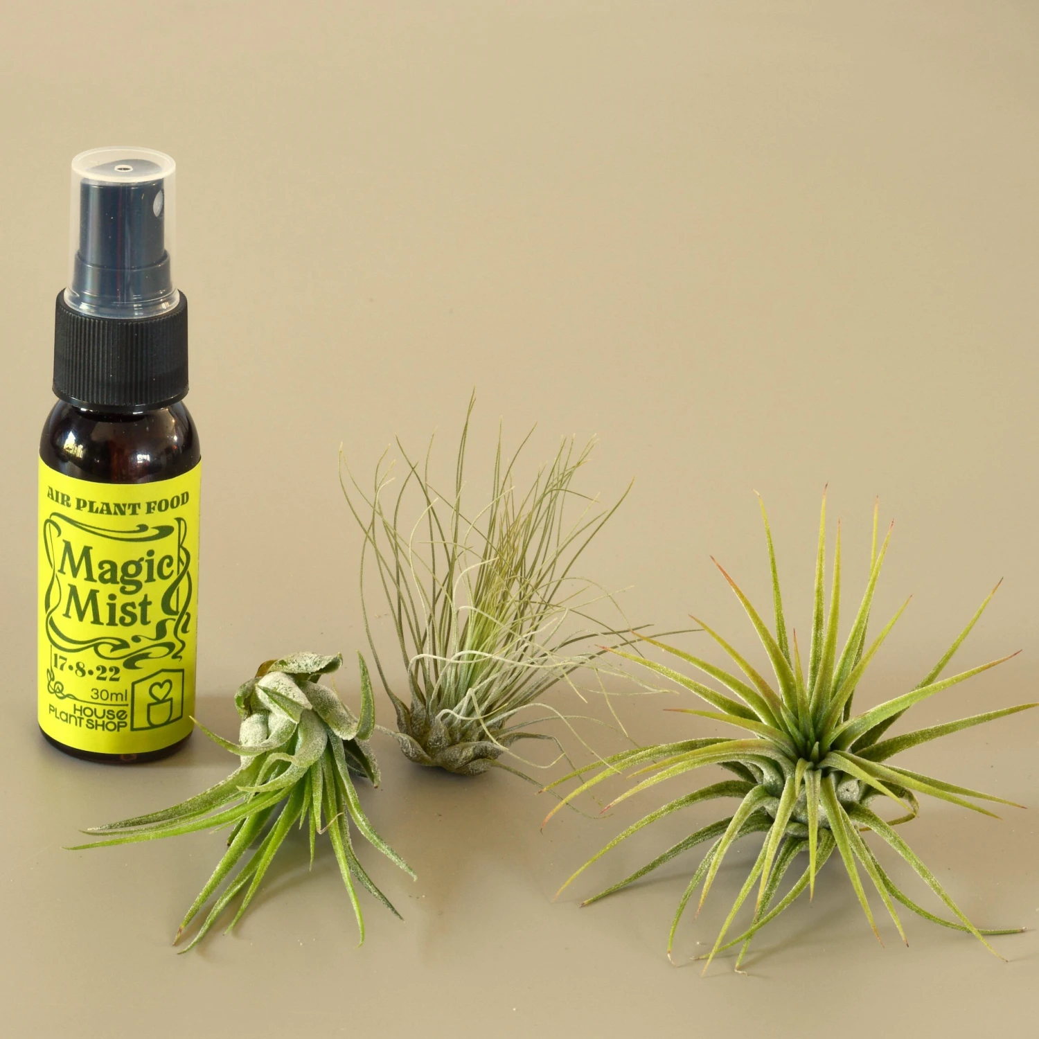 3 Small Tillandsia Air Plant Pack With Fertilizer Spray 1 3 Small Tillandsia Air Plant Pack With Fertilizer Spray