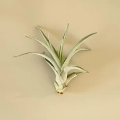 Tillandsia Air Plant Harrisii
