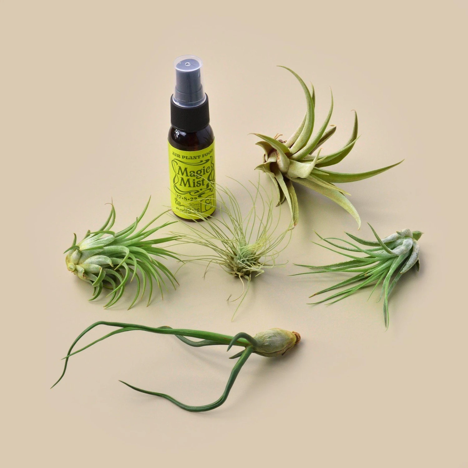 5 Tillandsia Air Plant Pack With Fertilizer Spray 1 5 Tillandsia Air Plant Pack With Fertilizer Spray