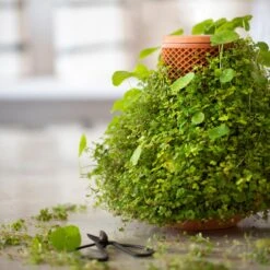 Tevaplanter : Self Watering Planter -Plant house DSC 5763 b7771c9a 268e 48c8 aa81 cbd89242e16b