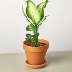 Dieffenbachia Camille 25 Dieffenbachia Camille -Plant house DiffenbachiaCamille TerraCotta