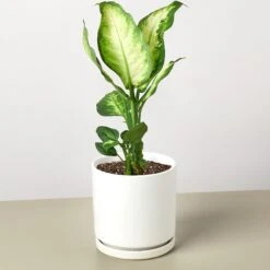 Dieffenbachia Camille 26 Dieffenbachia Camille -Plant house DiffenbachiaCamille WhiteRound