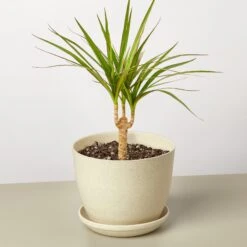 Dracaena 'Marginata Cane' 12 Dracaena 'Marginata Cane' -Plant house DracaenaMarginataCane FiberPot