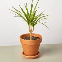 Dracaena 'Marginata Cane' 13 Dracaena 'Marginata Cane' -Plant house DracaenaMarginataCane TerraCotta