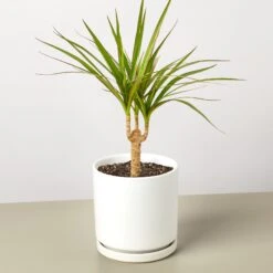 Dracaena 'Marginata Cane' 14 Dracaena 'Marginata Cane' -Plant house DracaenaMarginataCane WhiteRound